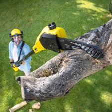 How Our Tree Care Process Works  in  Columbus, TX