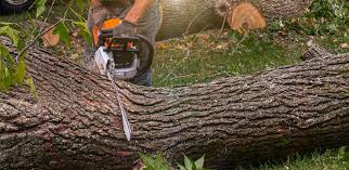 Columbus, TX Tree Care Company