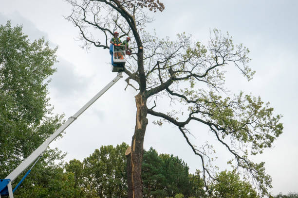 Tree and Shrub Care in Columbus, TX