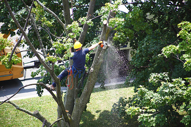 Trusted Columbus, TX Tree Care Experts